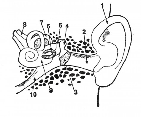 ear